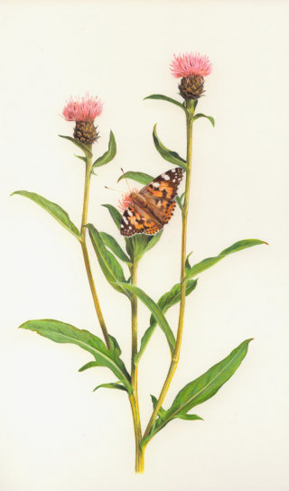 ヤグルマギクに止まる蝶 - アンドリュー・ハッチンソンによるイラスト
