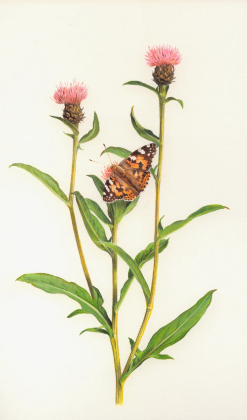 Butterfly on knapweed - An illustration by Andrew Hutchinson