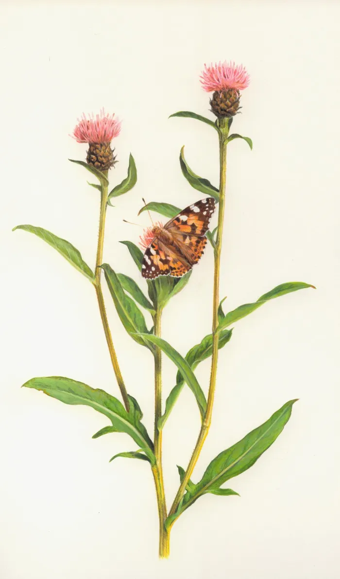 Butterfly on knapweed - An illustration by Andrew Hutchinson