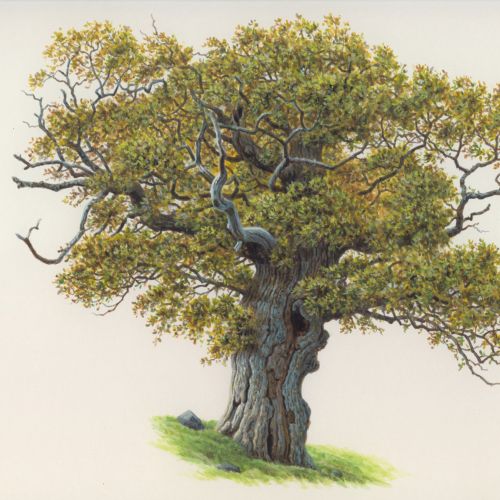 Oak acorn tree  illustration by Andrew Hutchinson