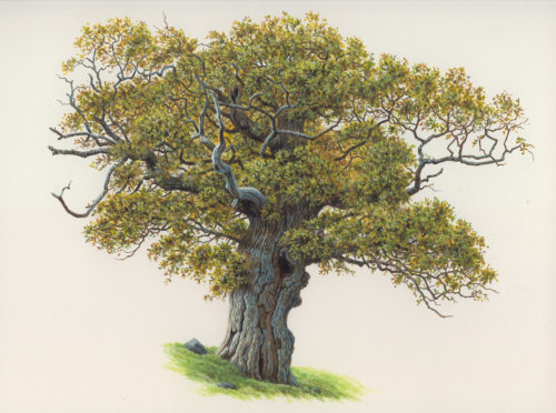 Oak acorn tree  illustration by Andrew Hutchinson