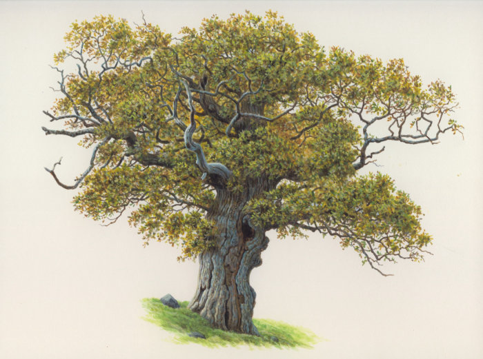 Illustration de gland de chêne par Andrew Hutchinson