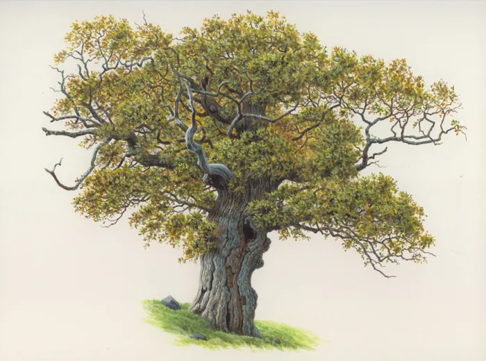 Oak acorn tree  illustration by Andrew Hutchinson