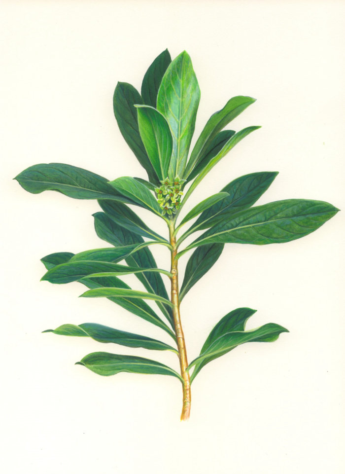 Ilustração da planta Laurel por Andrew Hutchinson