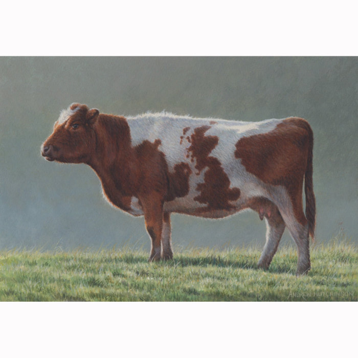 Ilustración de vaca británica