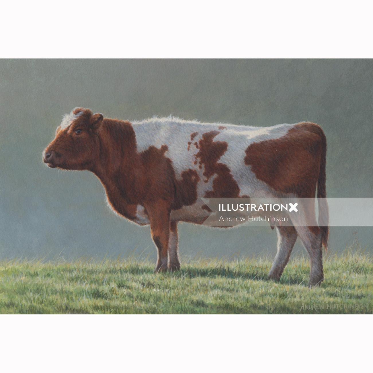 Illustration of Britain cow 