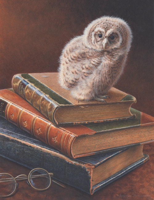 Wildlife illustration of Tawny Owl