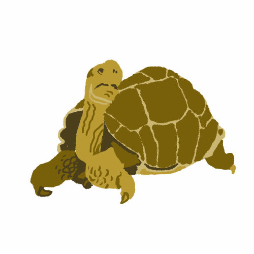 Art of Galapagos Tortoise
