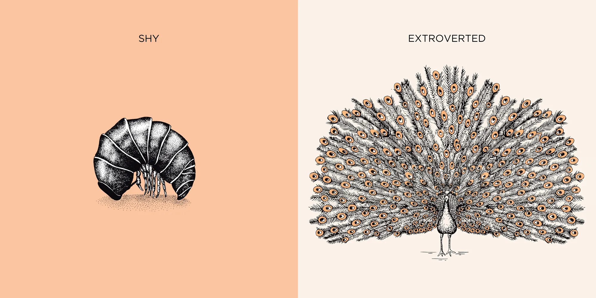 Angela Salerno illustration of a shy armadillo and extroverted peacock