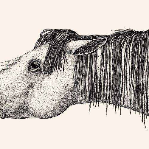 Horse head illustration by Angela Salerno