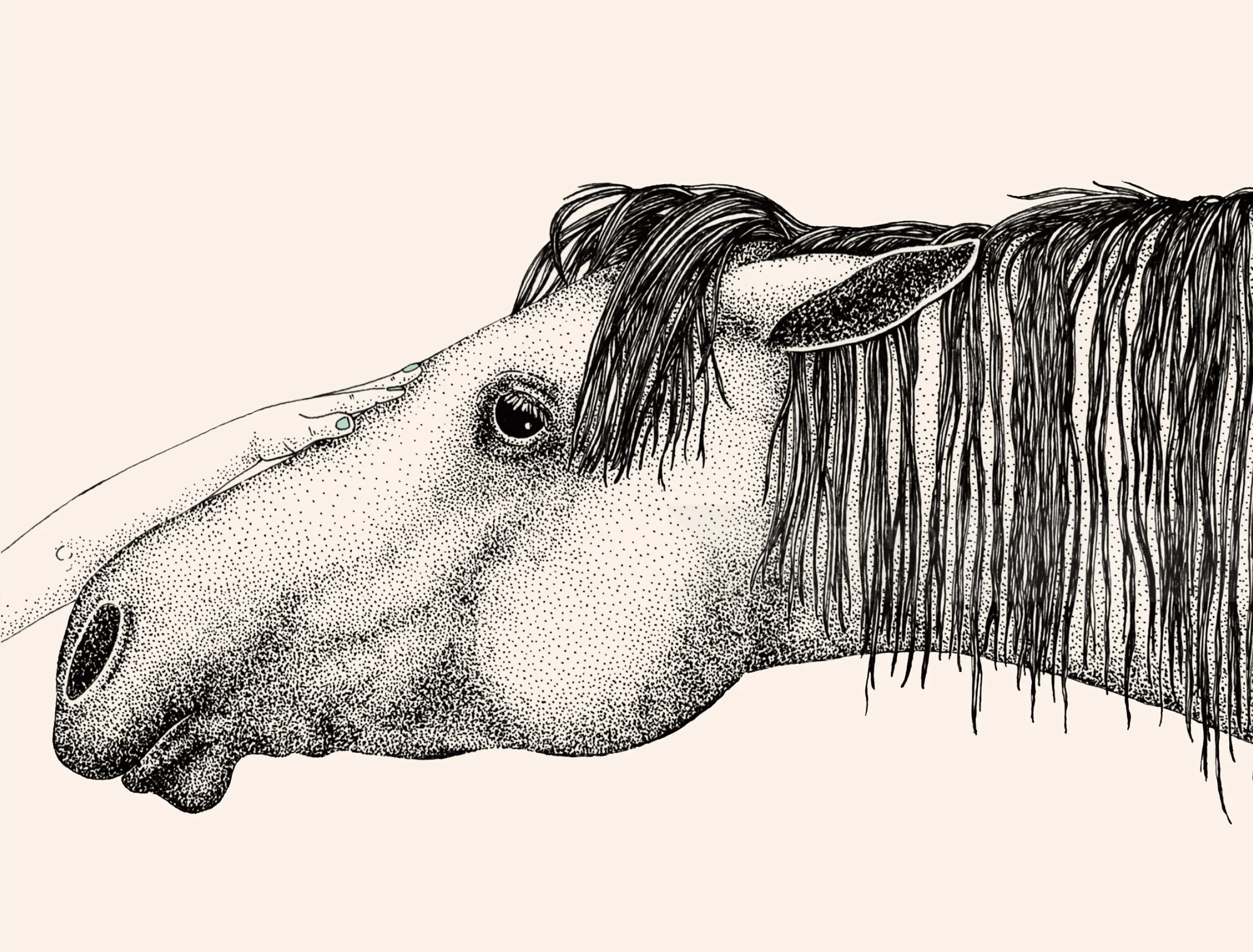 Pferdekopfillustration von Angela Salerno