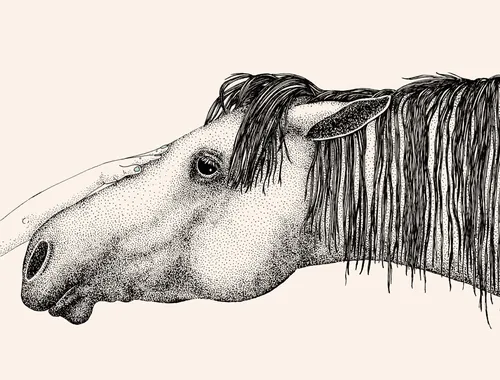 Illustration de tête de cheval par Angela Salerno