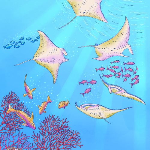 Angela Salerno Picture Books Illustrator
