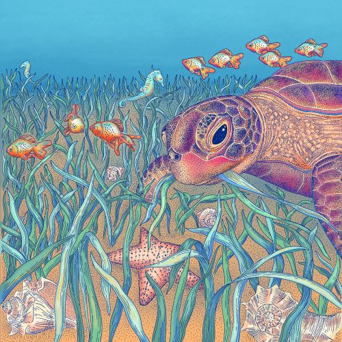 Angela Salerno illustration of a sea turtle swimming through seagrass with colorful fish
