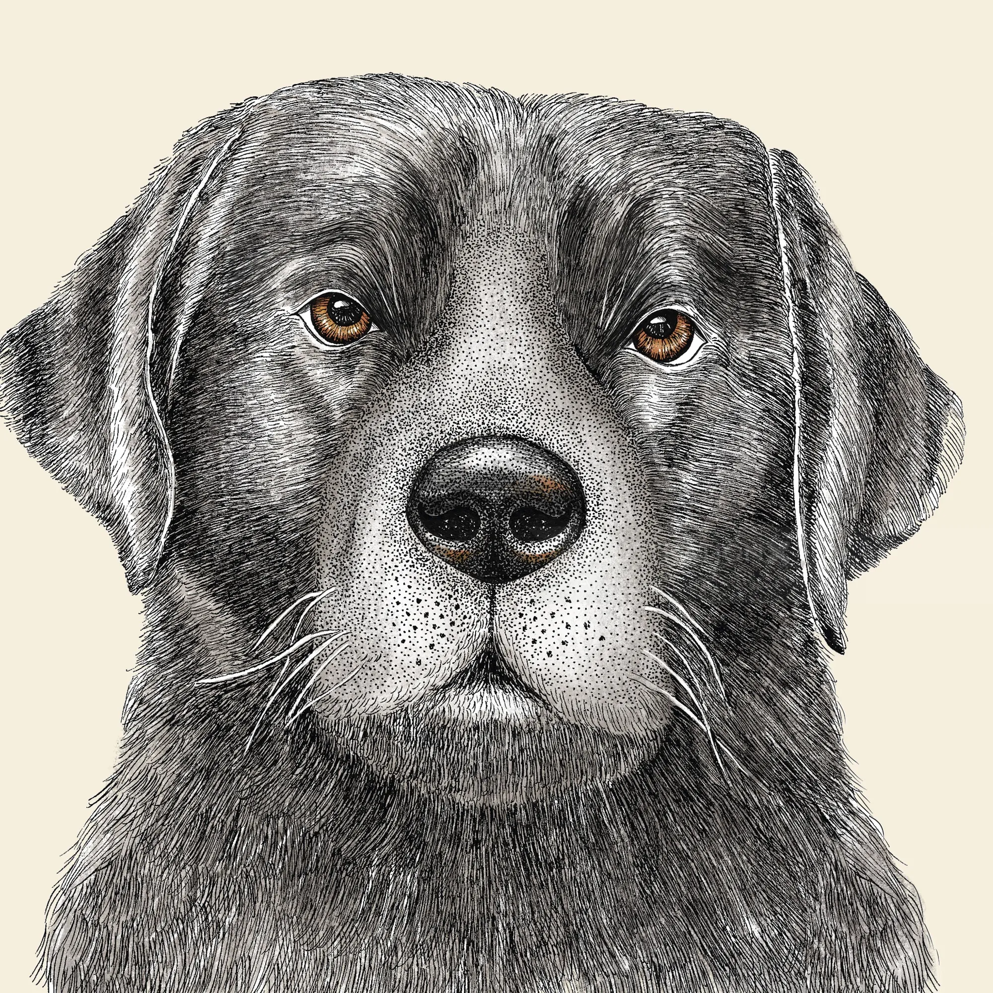 Realistic dog portrait illustrated by Angela Salerno