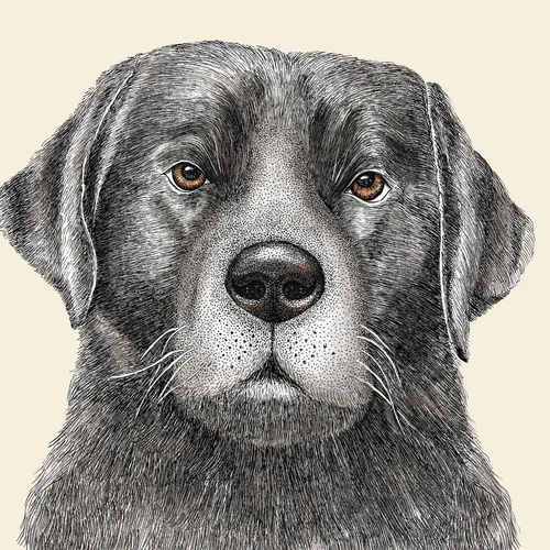 Portrait réaliste de chien illustré par Angela Salerno