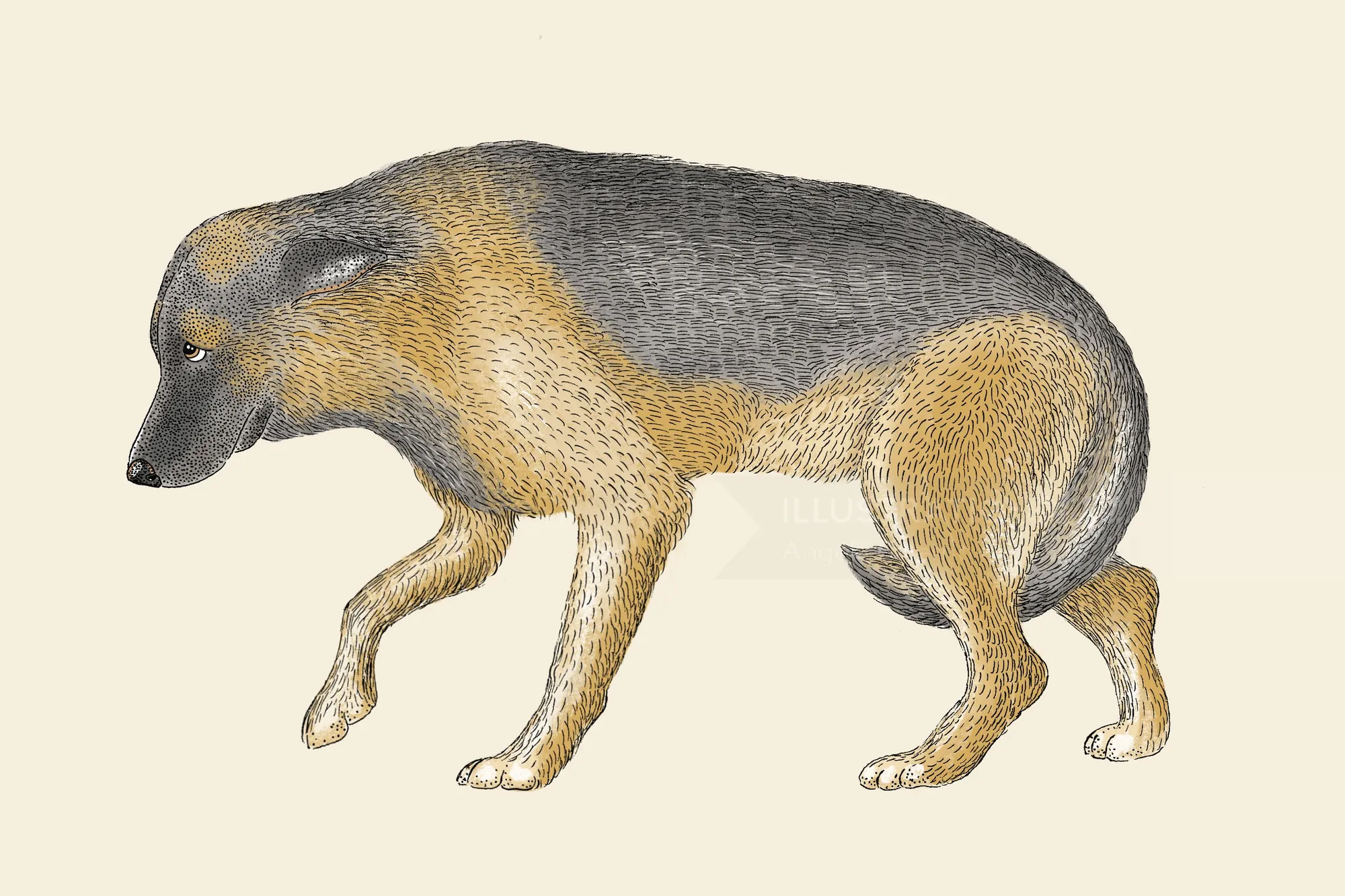 Illustration d'Angela Salerno représentant un chien qui se promène