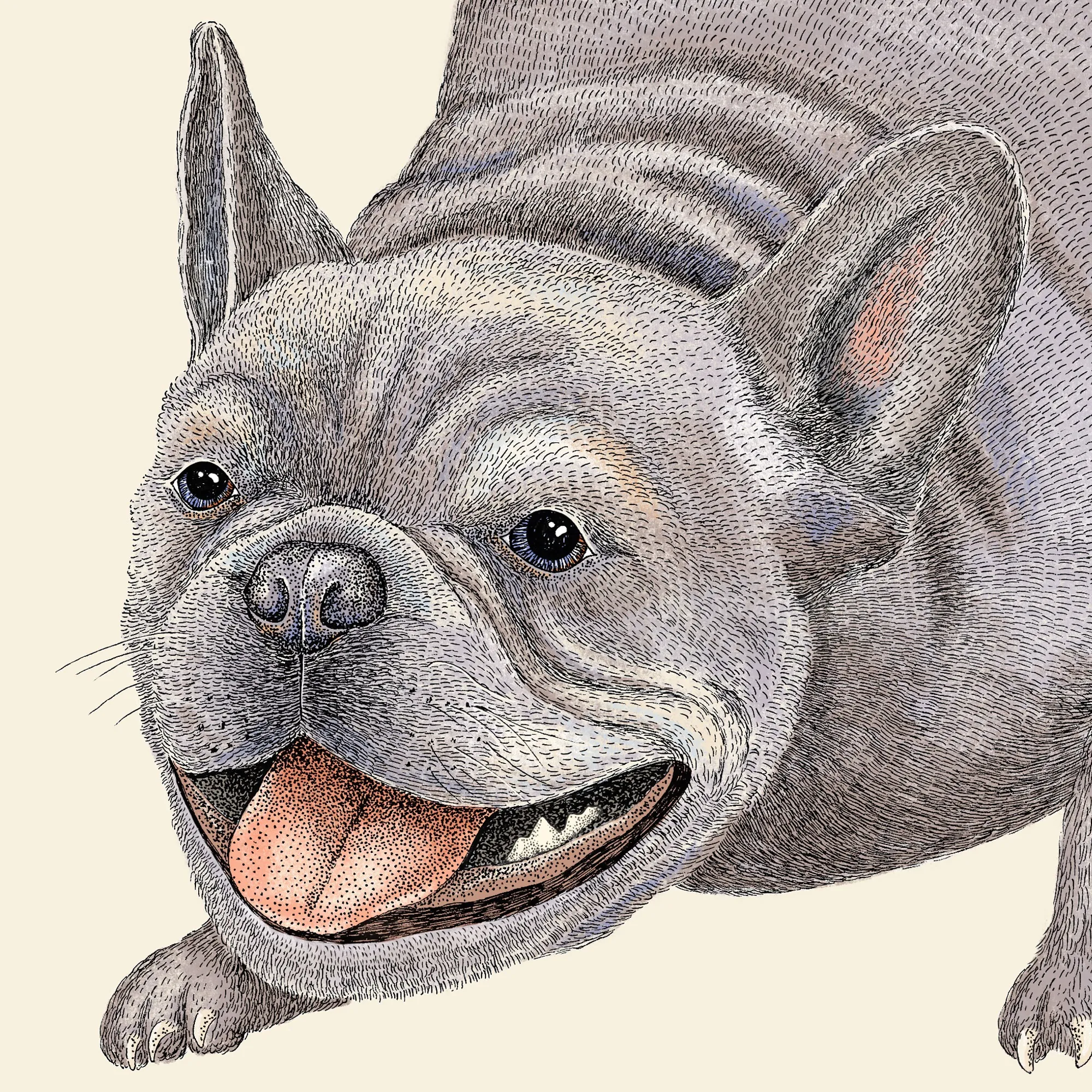 Angela Salerno illustration of a happy French bulldog
