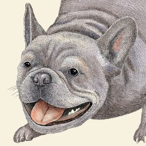 Illustration d'Angela Salerno représentant un bouledogue français heureux