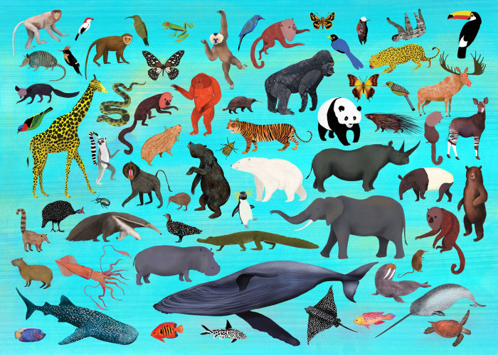 Global animal species shown in a collage style