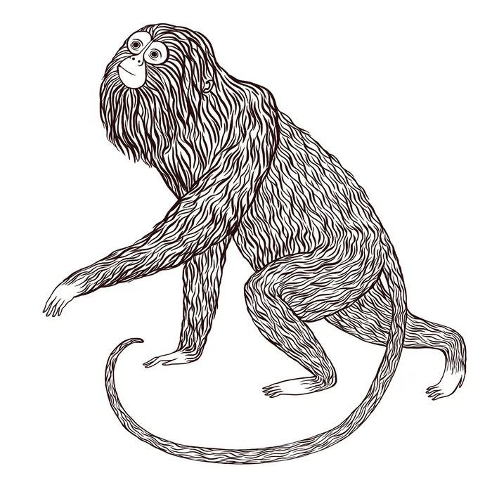Black and white illustration of a long-haired monkey with a curled tail.