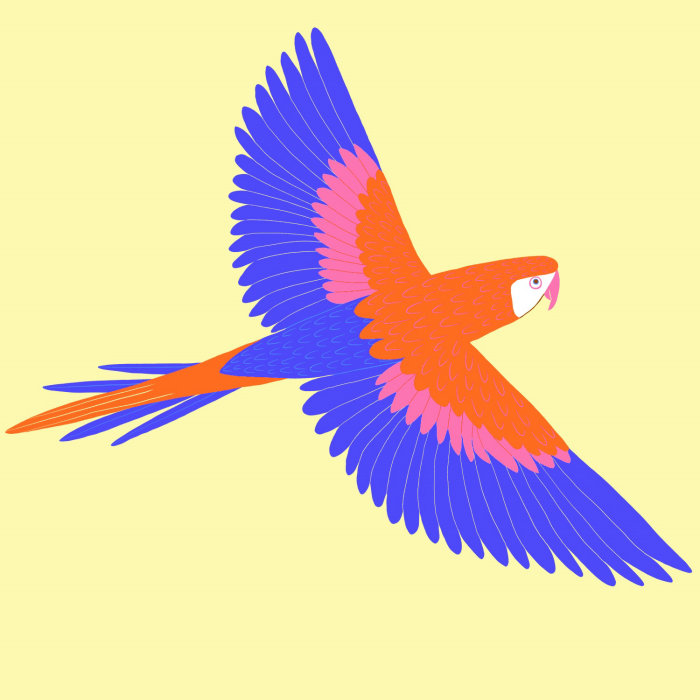 Illustration of a colourful "Macaw"