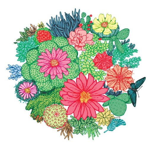 Colorful cactus plants with blooming flowers by Annie Davidson