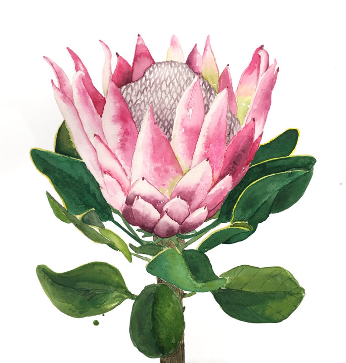 Protea flower watercolour painting