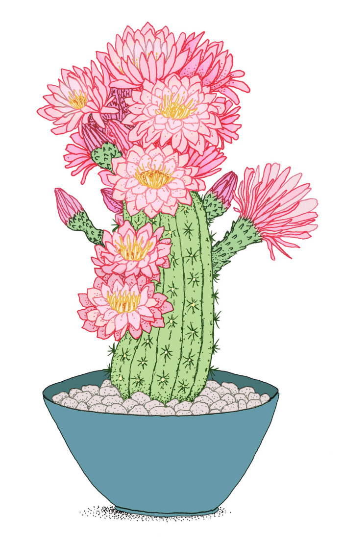 Cacti tree in pot graphical design 