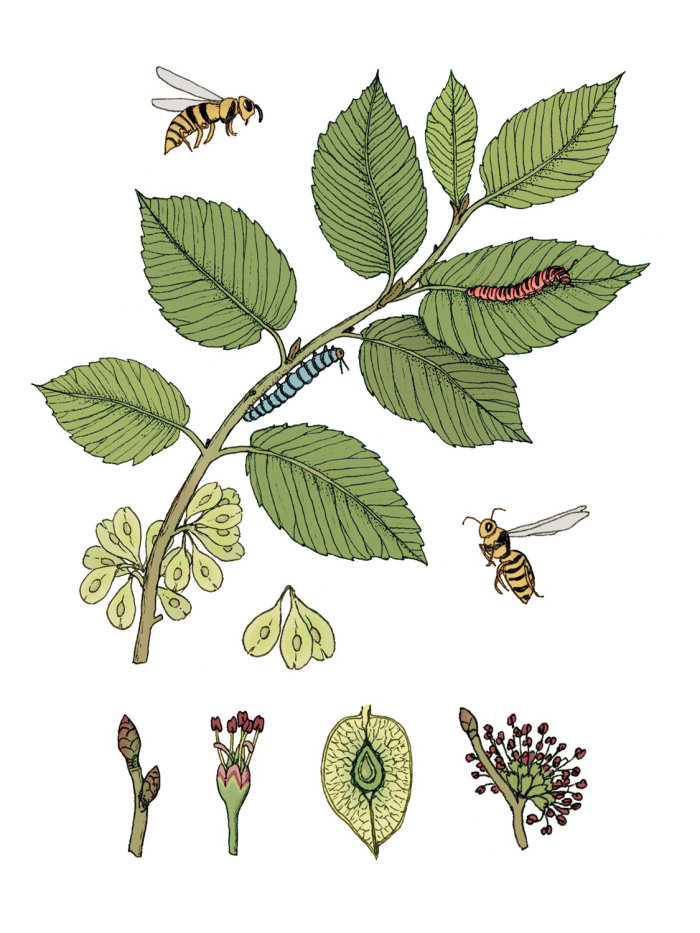 Graphic of insects on plant
