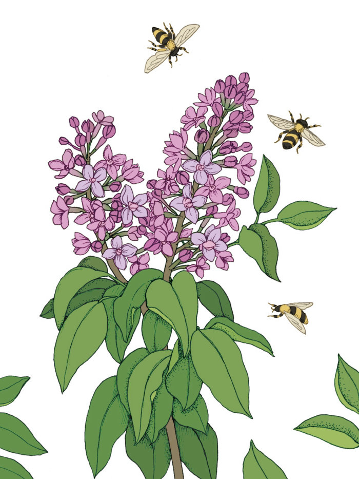 Graphic of honey bees and flowers
