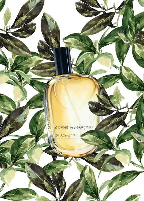 Watercolor painting Of Eau De Perfume bottle 