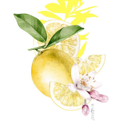 Antonio Soares Aliment Illustrator from Portugal
