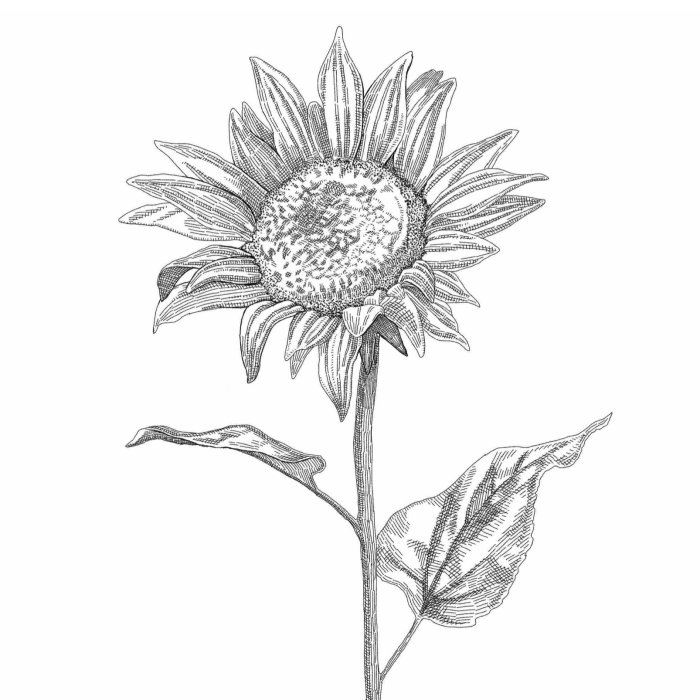 Sun flower black and white sketch art 