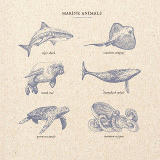 Ilustración de animales marinos