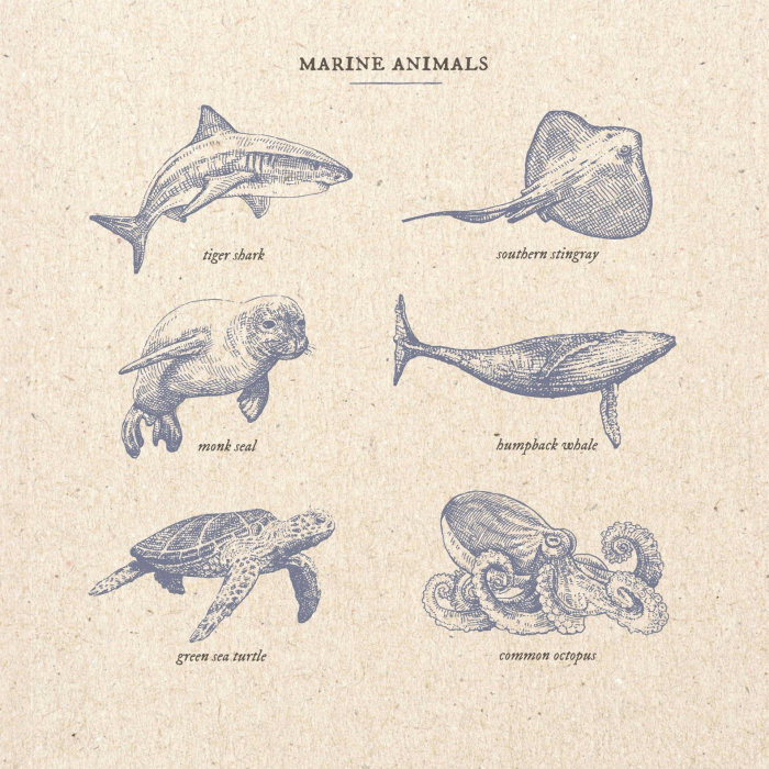 Ilustração de animais marinhos