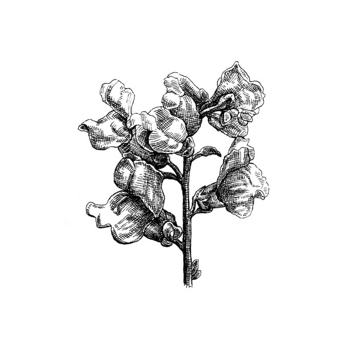 Botanical plant illustration