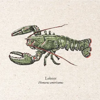Vintage green lobster illustration by August Lamm