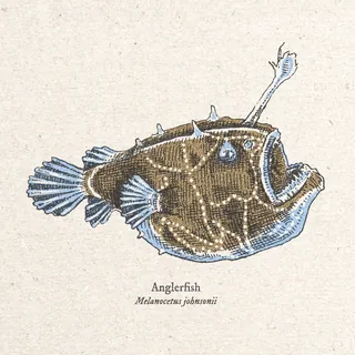 Illustration of anglerfish Melanocetus johnsonii by August Lamm