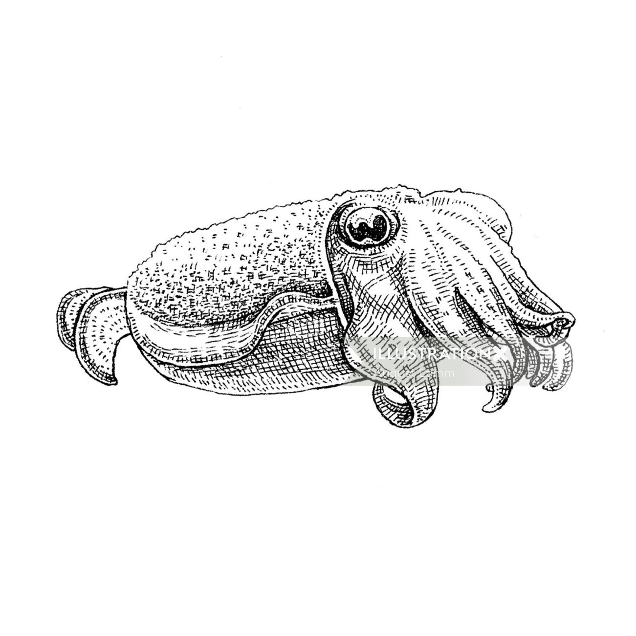 Cuttlefish line illustration by August Lamm