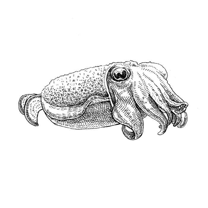 Cuttlefish line illustration by August Lamm