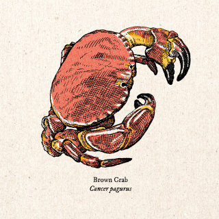 Art vintage du crabe brun