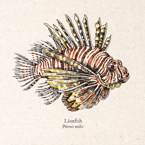 Arte-finalista realista de peixe-leão de August Lamm