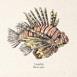 Lion fish Realistic artwork by August Lamm