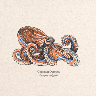 Conception graphique de Octopus vulgaris par August Lamm 