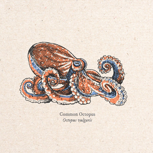 Conception graphique Octopus vulgaris par August Lamm