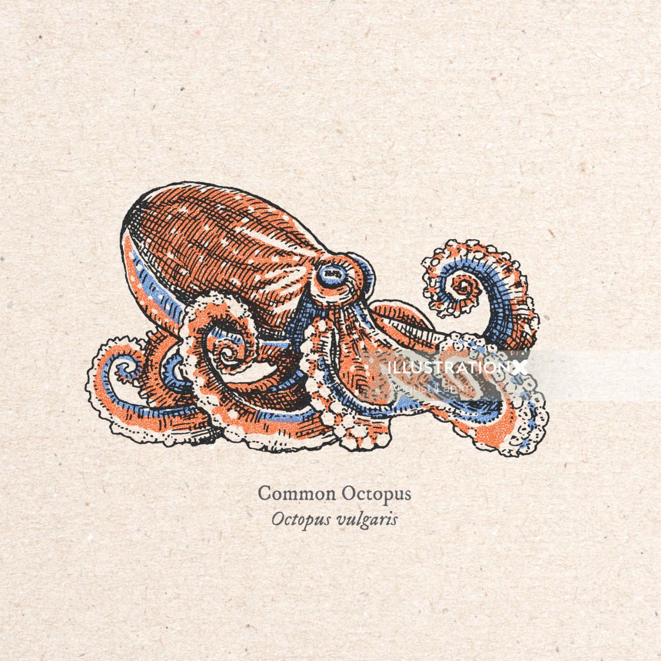 章鱼寻常的图形设计，由奥古斯特·拉姆（August Lamm）