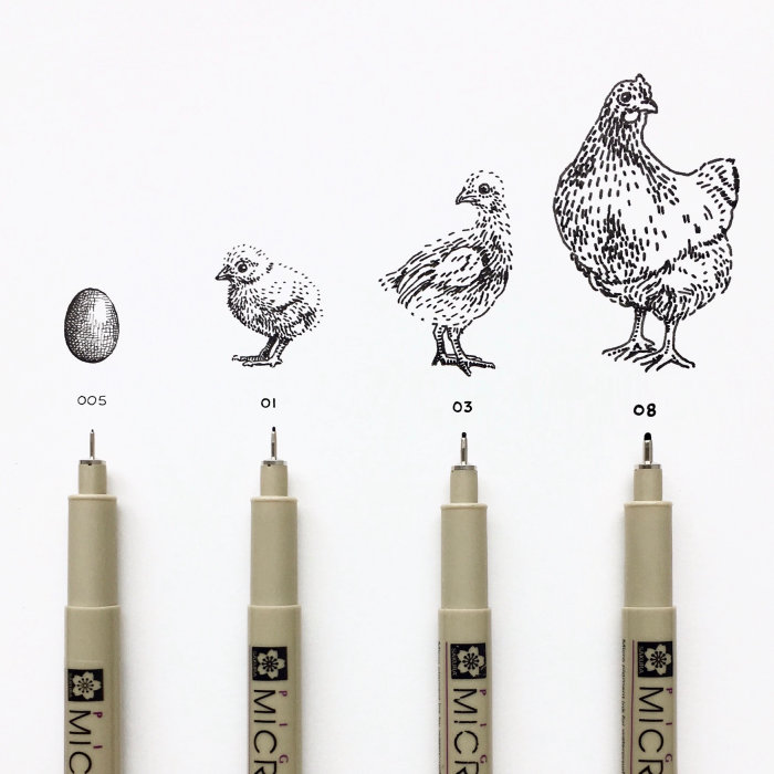 Pens with the life stages of a chicken from egg to chicken