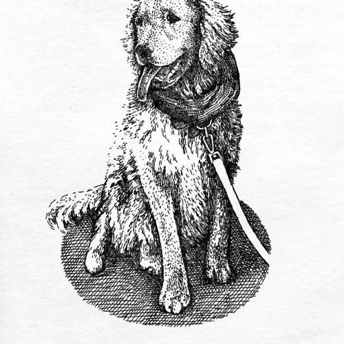 Black and white sketch of dog