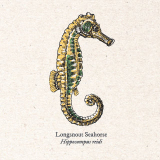 Art vintage d’hippocampe à long museau